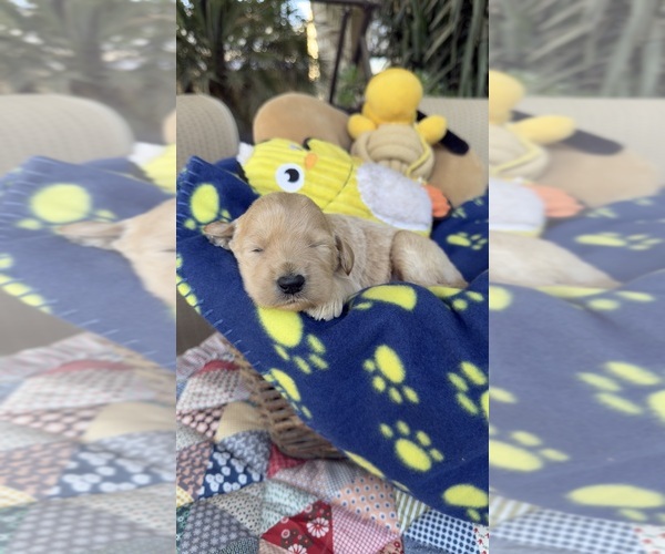 Medium Photo #8 Labradoodle Puppy For Sale in FRESNO, CA, USA
