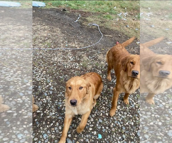 Medium Photo #1 Golden Retriever Puppy For Sale in ALEXANDRIA, MN, USA