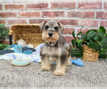 Small Photo #3 Schnauzer (Miniature) Puppy For Sale in SYRACUSE, IN, USA