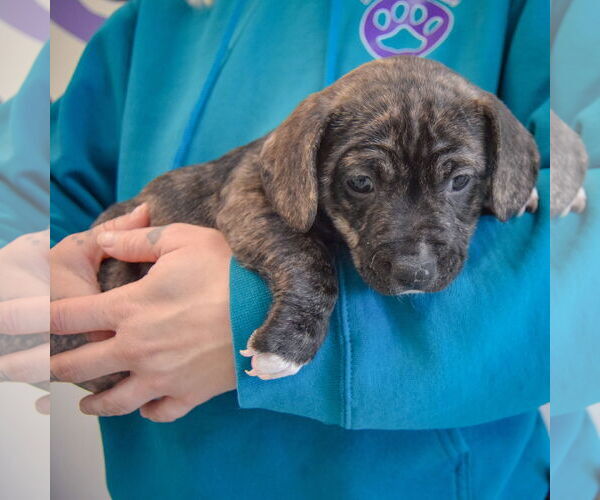 Medium Photo #4 Beagle-Unknown Mix Puppy For Sale in Huntley, IL, USA