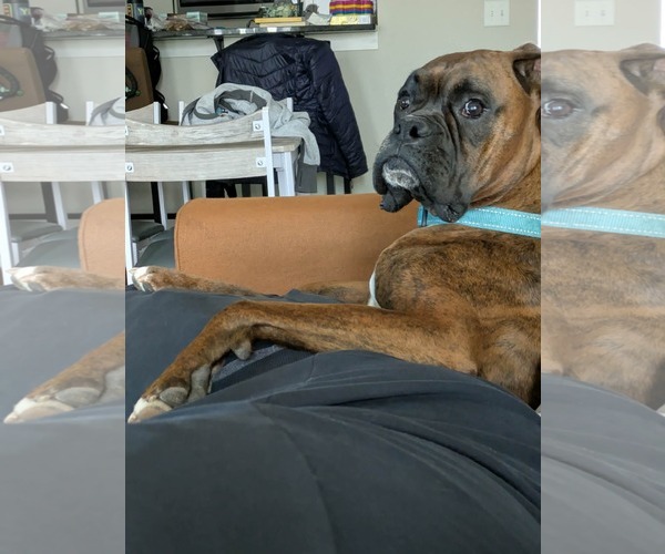 Medium Photo #2 Boxer Puppy For Sale in Burnsville, MN, USA