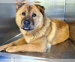 Small Chow Chow Mix