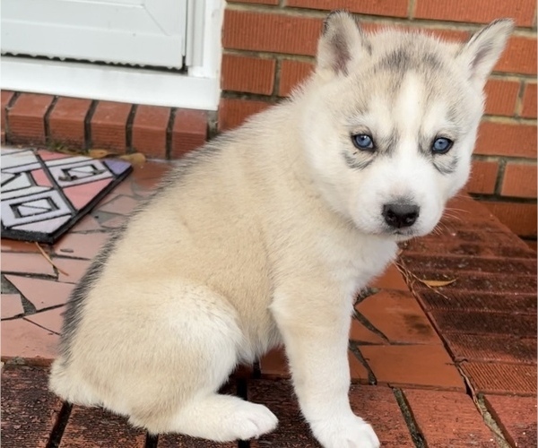 Medium Photo #1 Siberian Husky Puppy For Sale in ELIZABETHTOWN, NC, USA