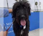 Small Photo #4 Miniature Labradoodle Puppy For Sale in San Diego, CA, USA
