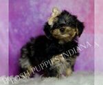 Small #1 Yorkipoo