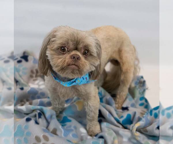 Medium Photo #6 Shih Tzu Puppy For Sale in Kennesaw, GA, USA