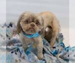 Small #5 Shih Tzu