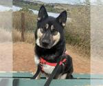 Small #3 Gerberian Shepsky