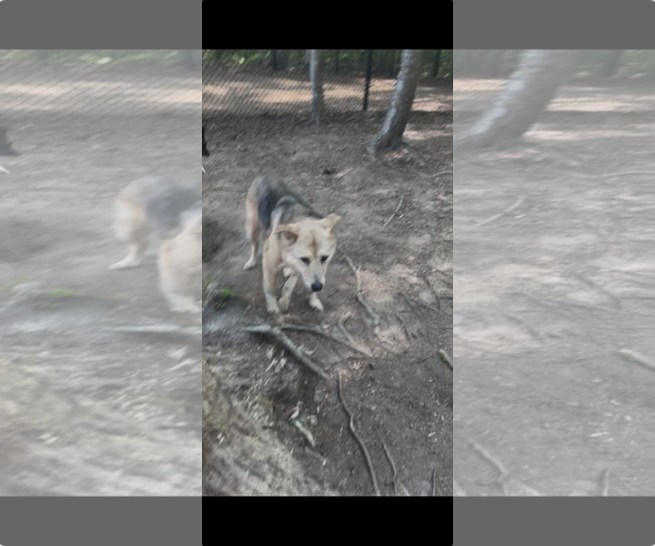 Medium Photo #1 Siberian Husky-Unknown Mix Puppy For Sale in Middlesex, NC, USA