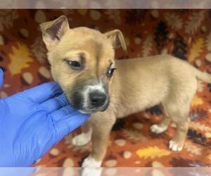 Mutt Dogs for adoption in HESPERIA, CA, USA