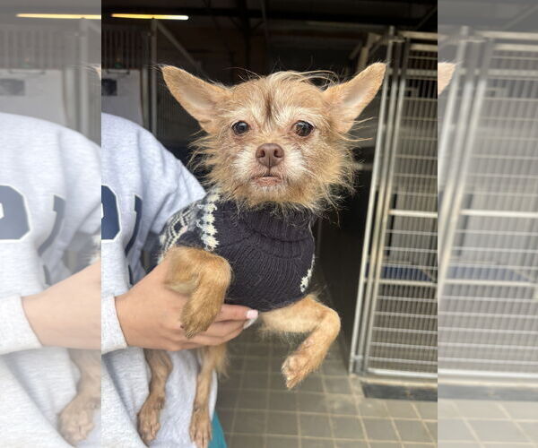 Medium Photo #1 Chihuahua-Unknown Mix Puppy For Sale in Washington, DC, USA