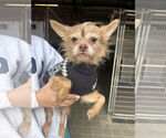 Small Chihuahua Mix