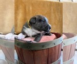 Small Photo #3 Australian Cattle Dog-Hangin Tree Cowdog Mix Puppy For Sale in WHAT CHEER, IA, USA