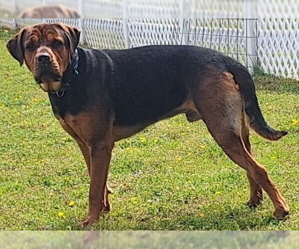 Medium Photo #5 Rottweiler Puppy For Sale in Virginia Beach, VA, USA