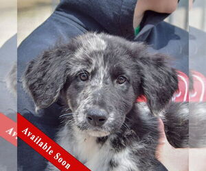 Australian Shepherd-Catahoula Leopard Dog Mix Dogs for adoption in Huntley, IL, USA