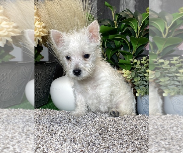 Medium Photo #5 West Highland White Terrier Puppy For Sale in CANOGA, NY, USA