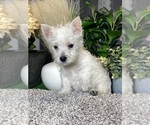 Small #4 West Highland White Terrier