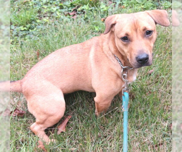 Medium Photo #2 Feist Terrier-Pembroke Welsh Corgi Mix Puppy For Sale in Rutherfordton, NC, USA