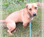 Small #1 Feist Terrier-Pembroke Welsh Corgi Mix