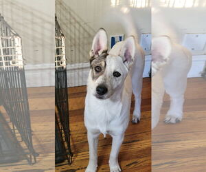 Huskies -Unknown Mix Dogs for adoption in Sandy, UT, USA