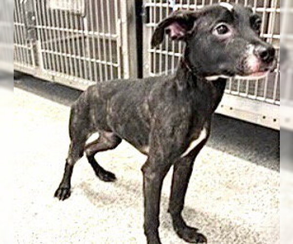 Medium Photo #1 Plott Hound-Unknown Mix Puppy For Sale in Houston, TX, USA