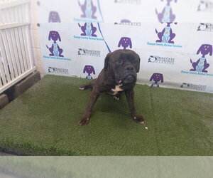 Mutt Dogs for adoption in Orlando, FL, USA