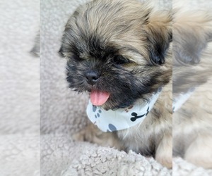 Medium Shih Tzu