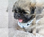 Small Photo #1 Shih Tzu Puppy For Sale in MANES, MO, USA