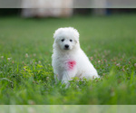 Small Photo #6 Maremma Sheepdog Puppy For Sale in CONWAY, MO, USA