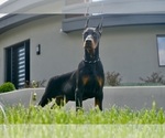 Small #7 Doberman Pinscher