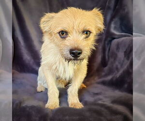 Medium Border Terrier Mix