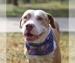 Small American Staffordshire Terrier Mix