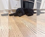 Small #3 Labrador Retriever Mix
