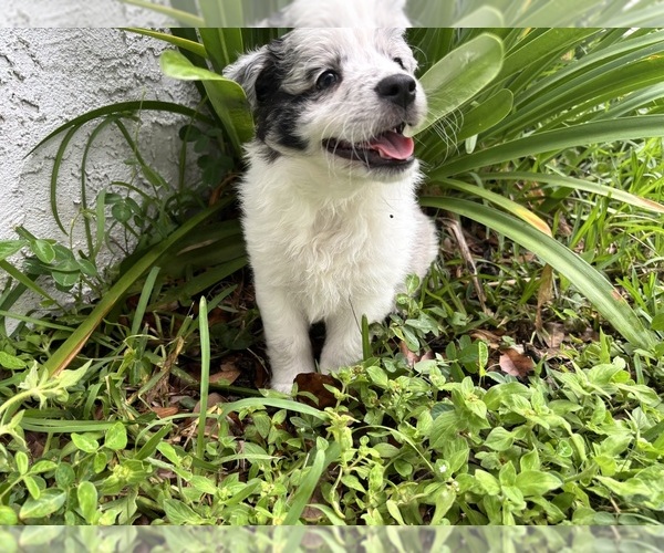 Medium Photo #4 Miniature Australian Shepherd Puppy For Sale in VALRICO, FL, USA