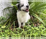 Small #3 Miniature Australian Shepherd