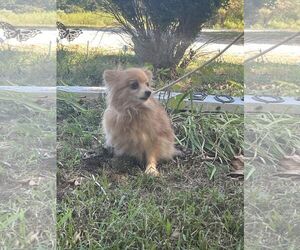 Pomeranian Dogs for adoption in HOPKINSVILLE/PRINCETON, KY, NH, USA