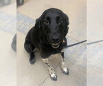 Small #1 Pointer Mix