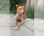 Small #2 Mutt