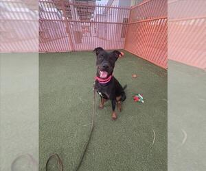 Rotterman Dogs for adoption in Las Vegas, NV, USA