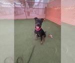 *SONAR - Female Rotterman Dog for Adoption - Small photo