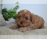 Small Photo #12 Cavapoo (Toy) Puppy For Sale in GREENWOOD, WI, USA