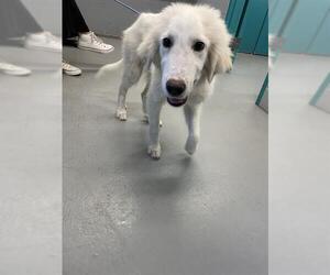 Great Pyrenees Dogs for adoption in Waco, TX, USA