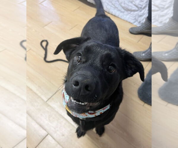 Medium Photo #4 Mutt Puppy For Sale in Rockaway, NJ, USA