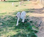 Small Photo #25 Dogo Argentino Puppy For Sale in BEAUMONT, CA, USA