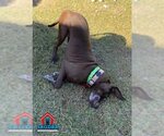 Small #9 Great Dane
