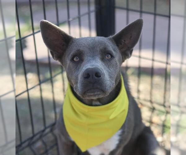 Medium Photo #1 American Staffordshire Terrier-Unknown Mix Puppy For Sale in San Antonio, TX, USA