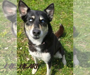 Siberian Husky-Unknown Mix Dogs for adoption in Severn, MD, USA