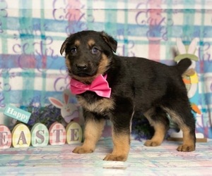 German Shepherd Dog Puppy for sale in LANCASTER, PA, USA