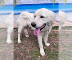 Small #5 Great Pyrenees