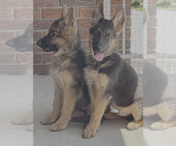 Medium Photo #1 German Shepherd Dog Puppy For Sale in WATERBURY, CT, USA